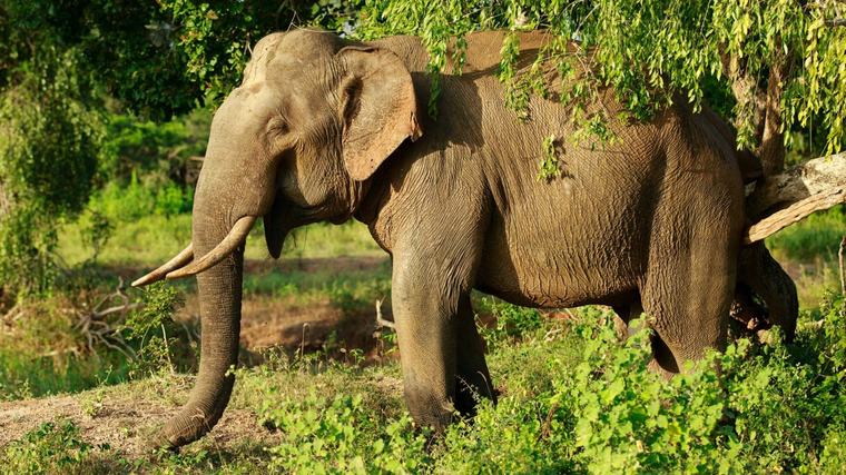 Two killed in wild elephant attack